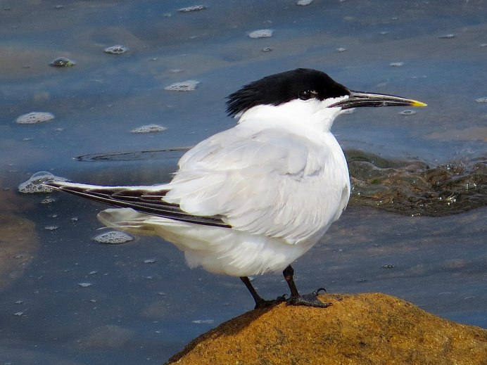 Черноголовый хохотун – Larus ichthyaetus Pallas