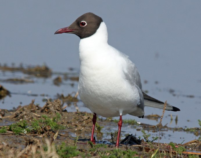 Chroicocephalus ridibundus (Озёрная Чайка)