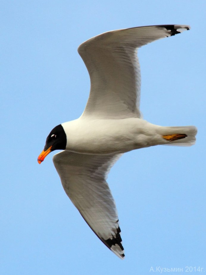 Черноголовый хохотун – Larus ichthyaetus Pallas