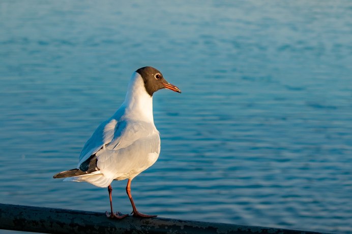 Черноголовый хохотун Larus ichthyaetus ареал