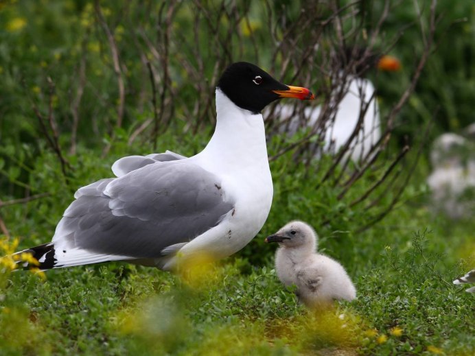 Черноголовый хохотун (Larus ichthyaetus)