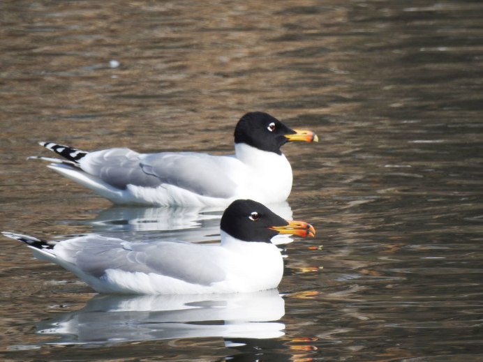 Черноголовый хохотун (Larus ichthyaetus)