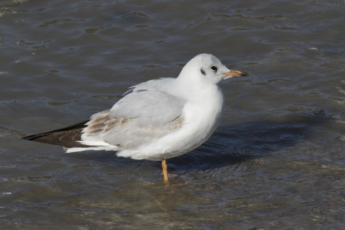Chroicocephalus ridibundus (Озёрная Чайка)