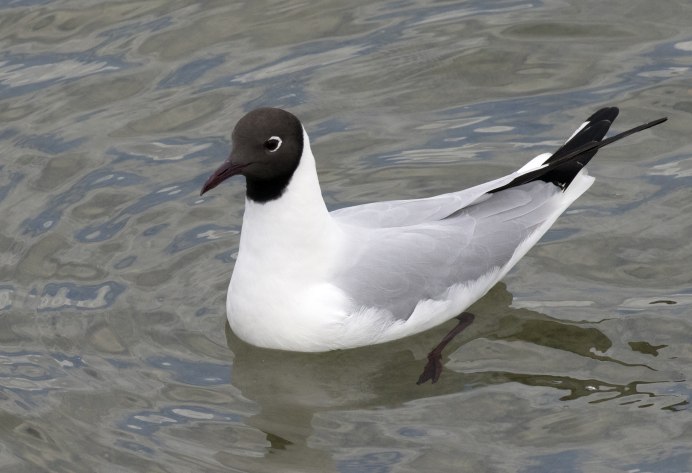 Черноголовый хохотун (Larus ichthyaetus)