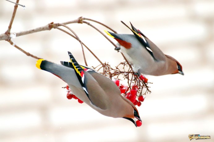 Bohemian Waxwing птица