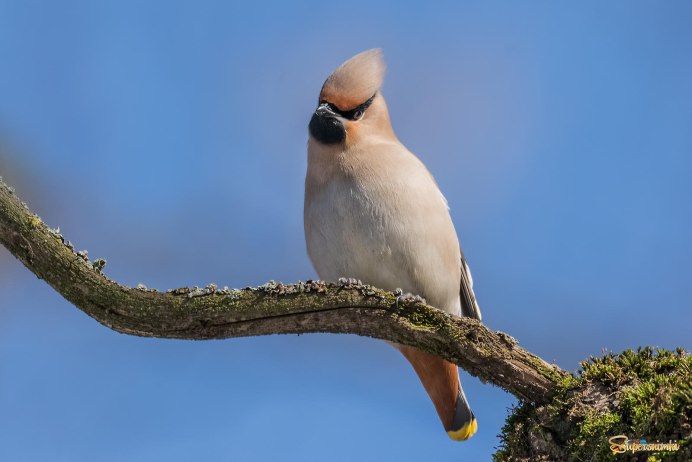 Bohemian Waxwing птица
