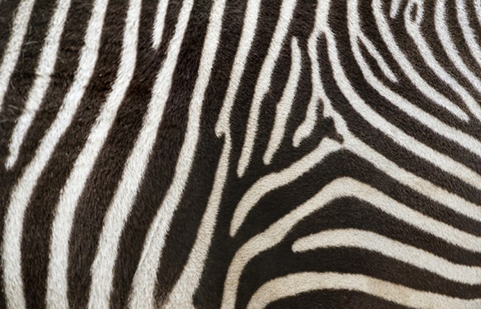 Animals in Disguise by Peter Seymour