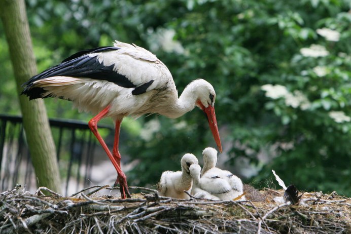 Трофический ареал белого аиста (Ciconia Ciconia)