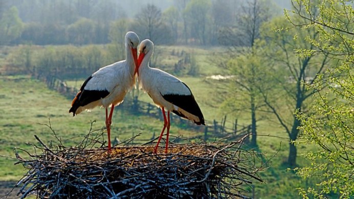 Природа Белоруссии Аисты