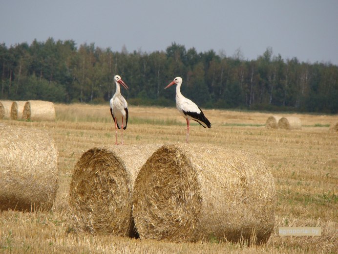 Аист Черногуз