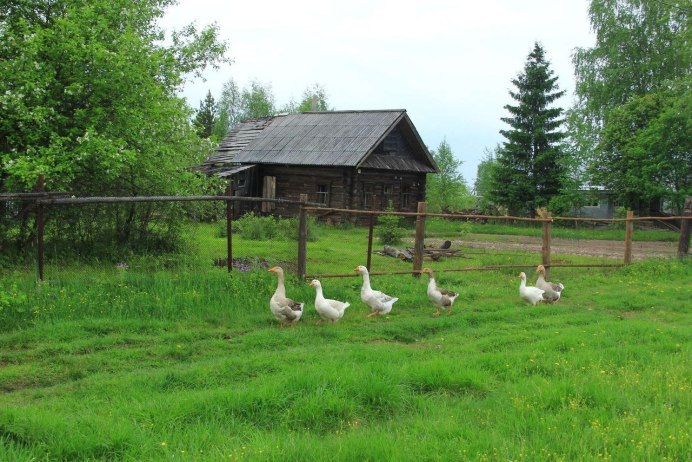 Гуси в деревне