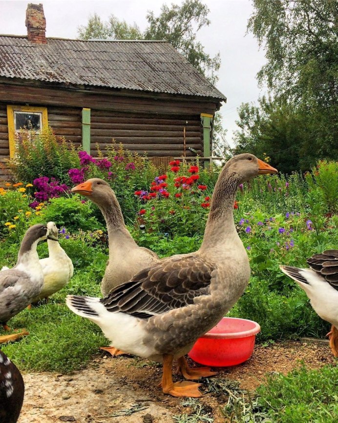 Природа деревня гуси