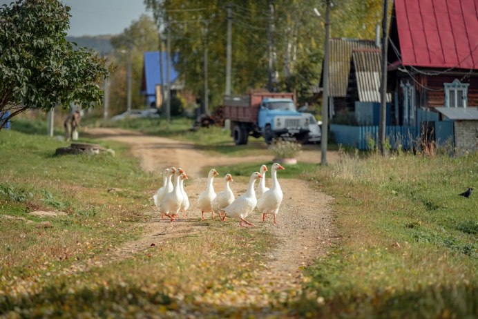 Гусь деревенский