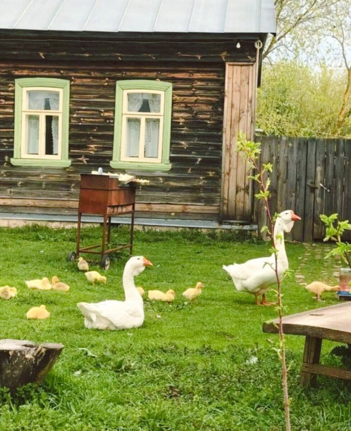 Степан Калитеевский Гусь Гусь