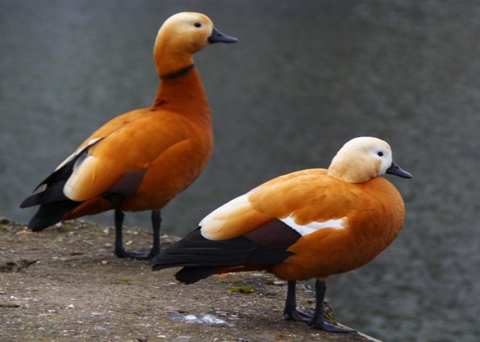 Семейство Утиные (Anatidae)