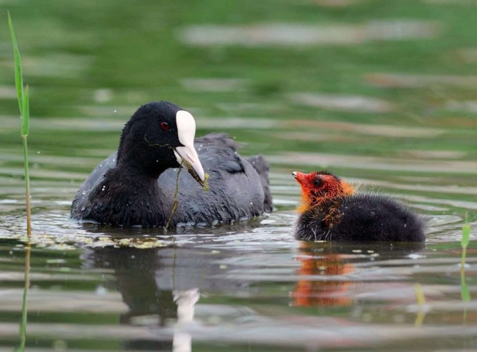 Утка поганка черная
