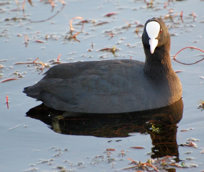 Болотная Курочка камышница