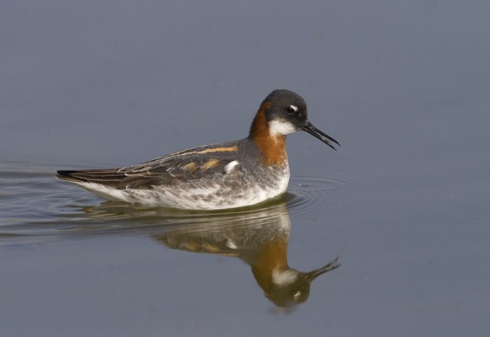 Круглоносый плавунчик