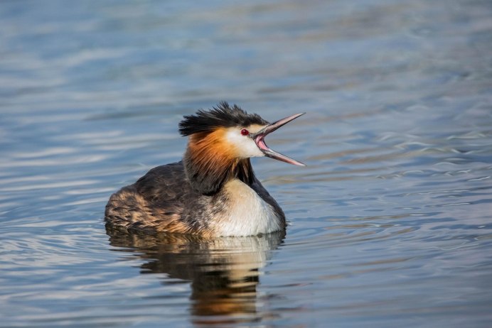 Болотная курица лысуха
