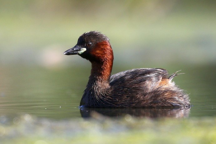Малая поганка Tachybaptus ruficollis little Grebe