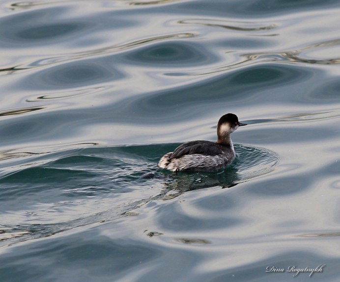 Водоплавающие птицы Вознесенский Фрегат