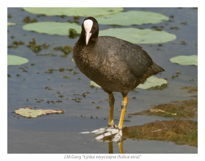 Утка поганка чомга
