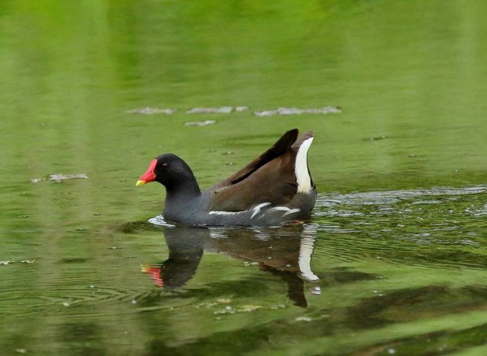 Крохаль утка