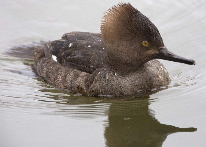 Утка с острым клювом