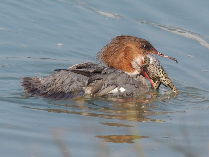 Поганка чомга птица