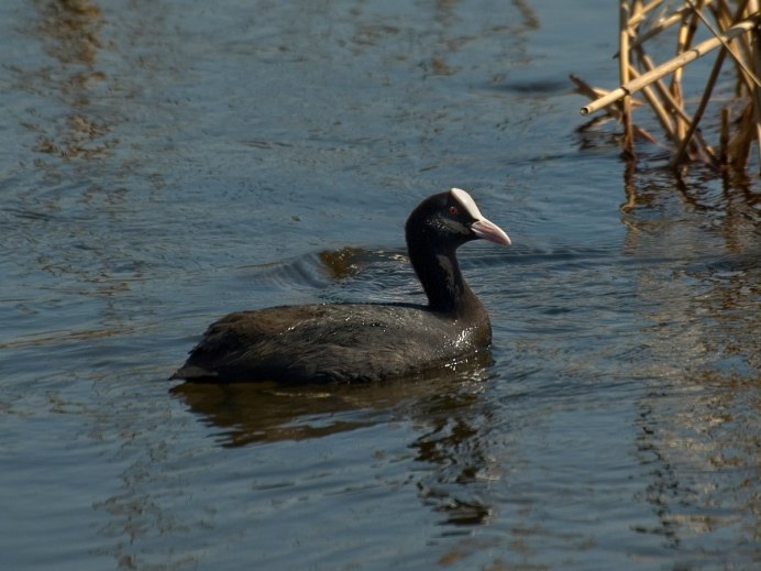 Большая хохлатая поганка