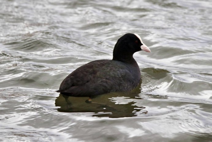 Чёрная утка с белой грудкой