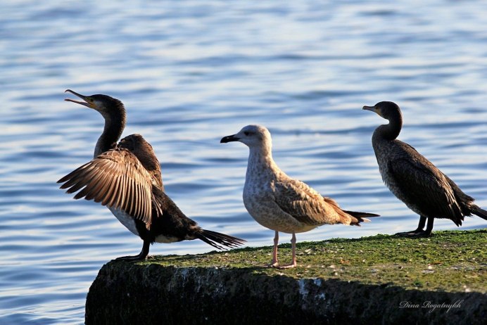 Каролинская чомга