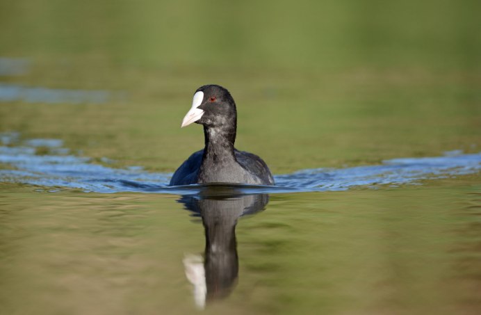 Рогатая поганка