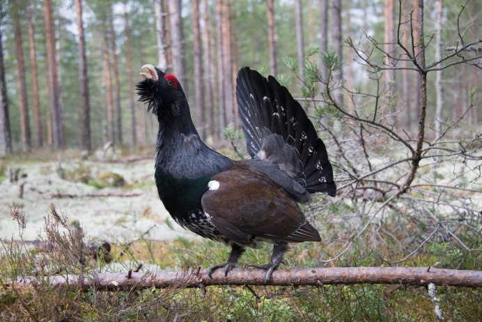 Глухарь (Tetrao urogallus)