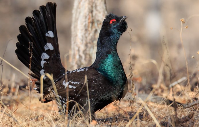 Глухарь (Tetrao urogallus)