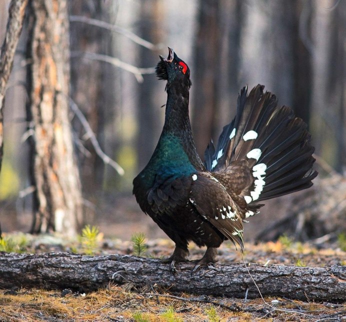 Глухарь - Capercaillie