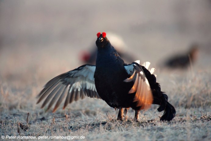 Black-billed Capercaillie