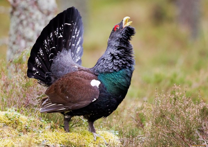 Глухарь (Tetrao urogallus)