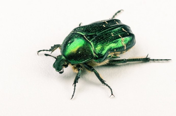 Жук Buprestidae