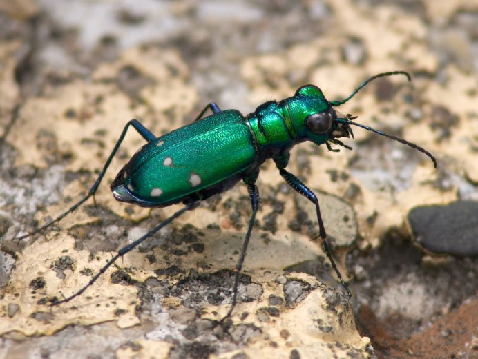 Жук Buprestidae