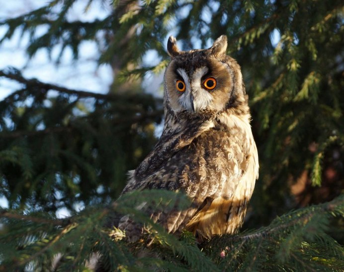 Филин обыкновенный (Bubo Bubo)