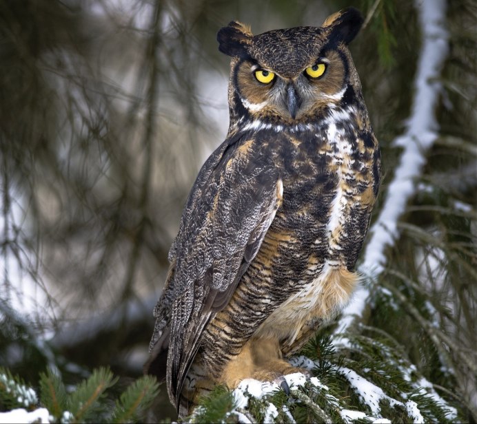 Филин (the Owl) 1991