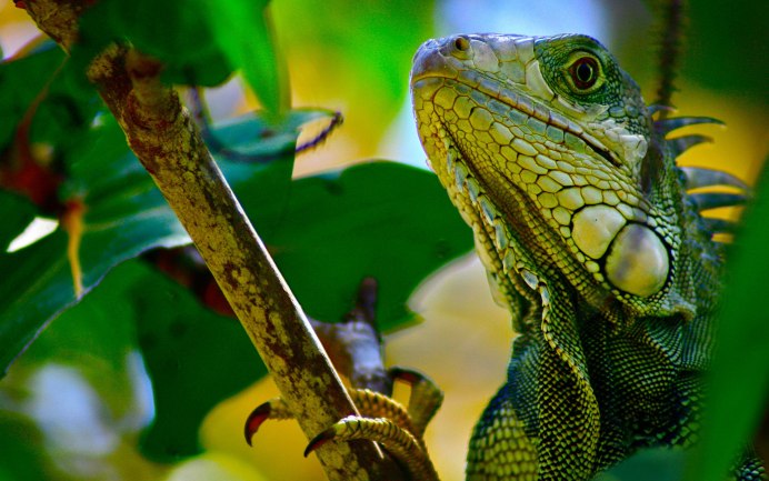 Varanus macraei
