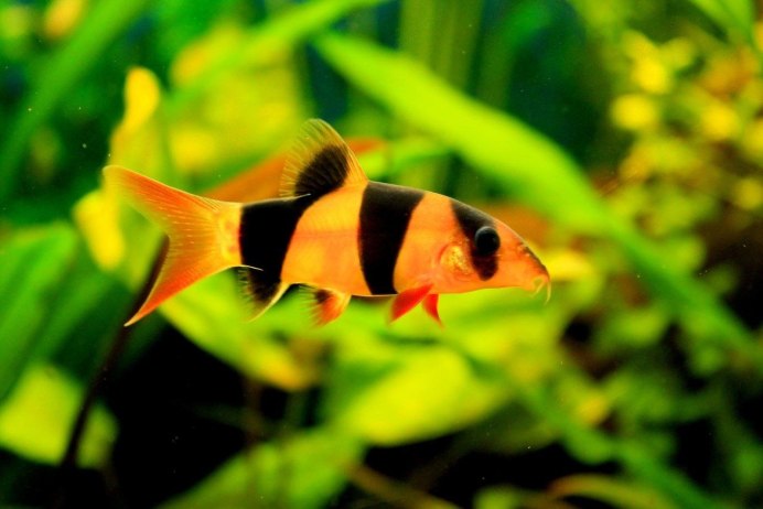Denison's Barb