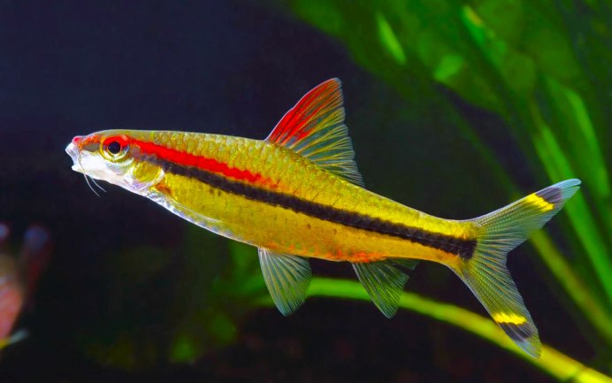 Барбус Грацилис аkа barboides gracilis