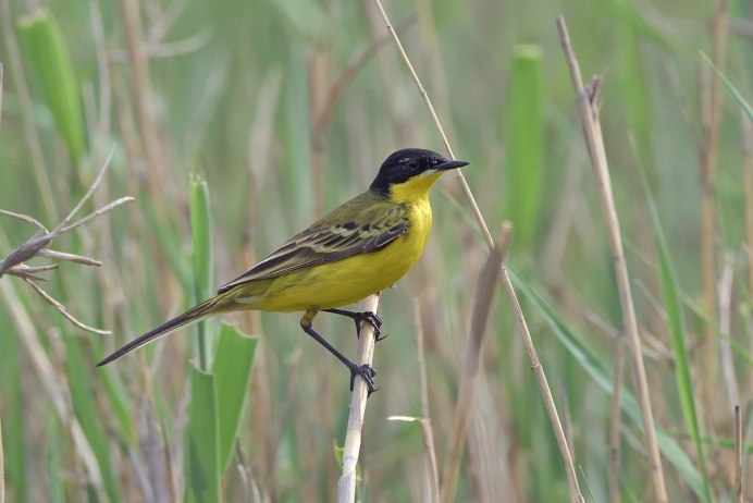 Birds of Kazakhstan names and descriptions
