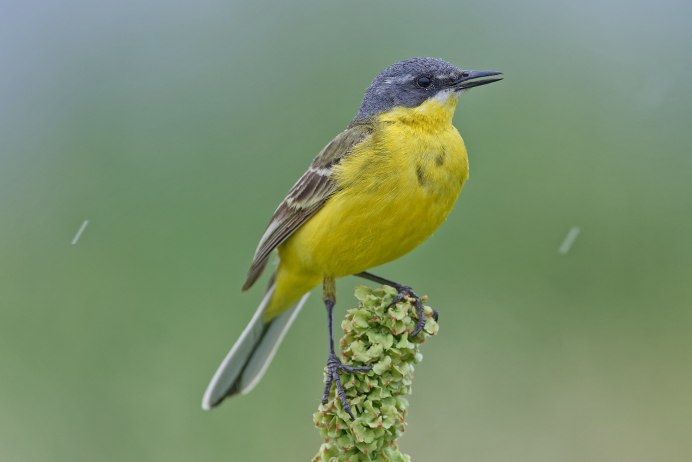 Черноголовая трясогузка (Motacilla feldegg)