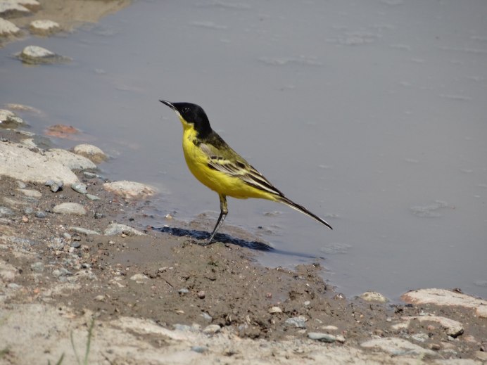 Motacilla Flava feldegg