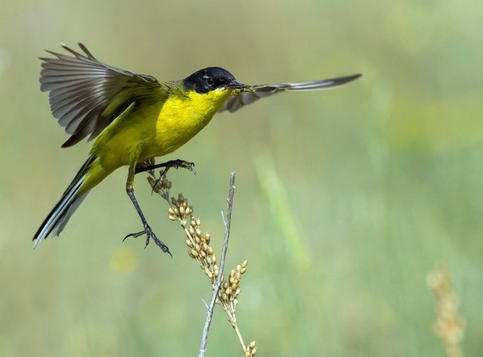 Motacilla feldegg
