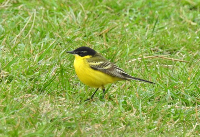 Черноголовая трясогузка (Motacilla feldegg)